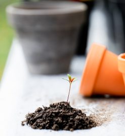 Choisir le bon engrais naturel pour vos plantes