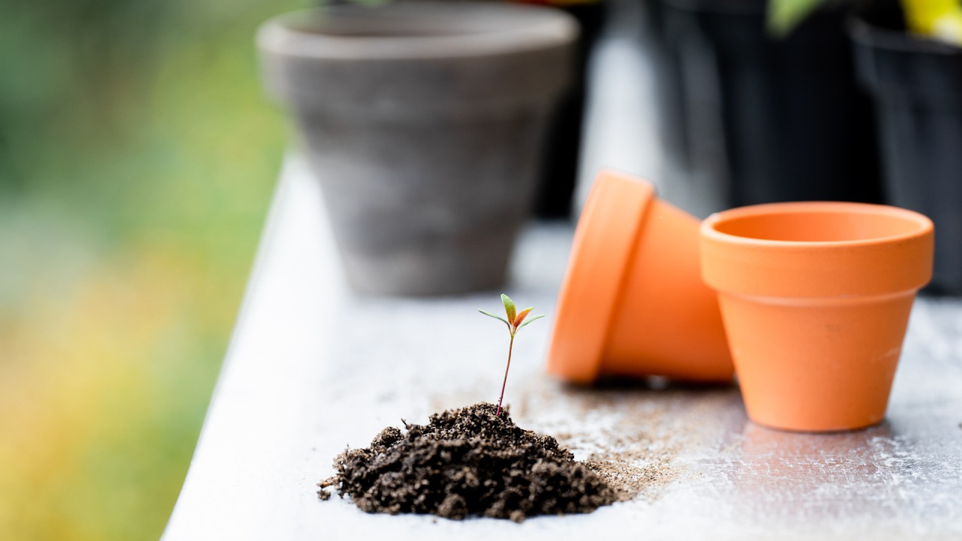 Choisir le bon engrais naturel pour vos plantes