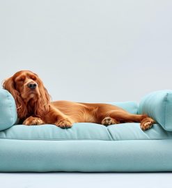 Alliez confort et design avec un lit de luxe pour chien