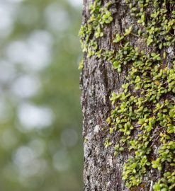 Pourquoi faire appel à un professionnel de l’élagage pour vos arbres ?