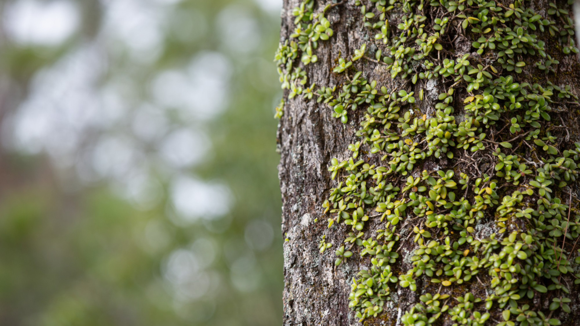 Pourquoi faire appel à un professionnel de l'élagage pour vos arbres ?